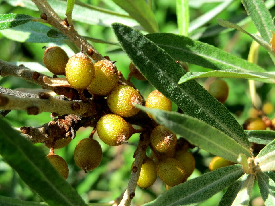 Sanddorn (Hippophae rhamnoides) bei Neulußheim