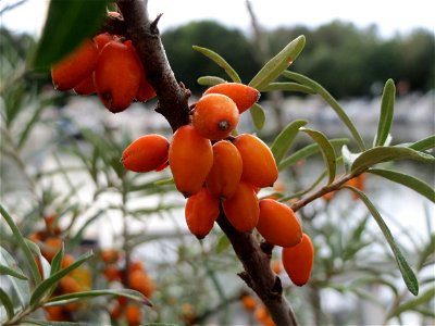 Sanddorn (Hippophae rhamnoides) am Osthafen Saarbrücken photo