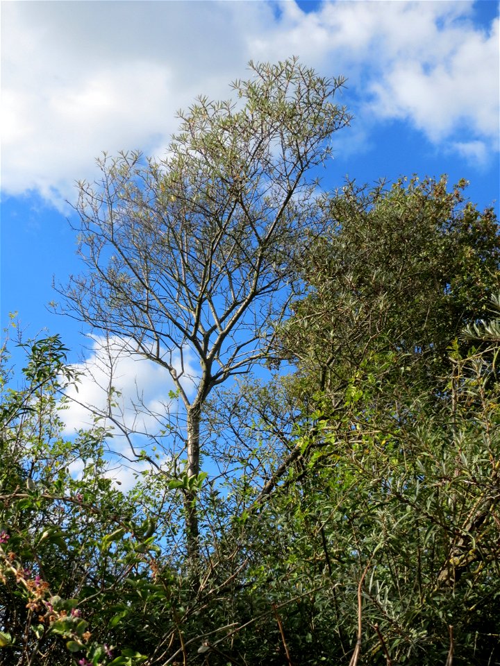 Sanddorn (Hippophae rhamnoides) an der A61 in Hockenheimer Rheinbogen