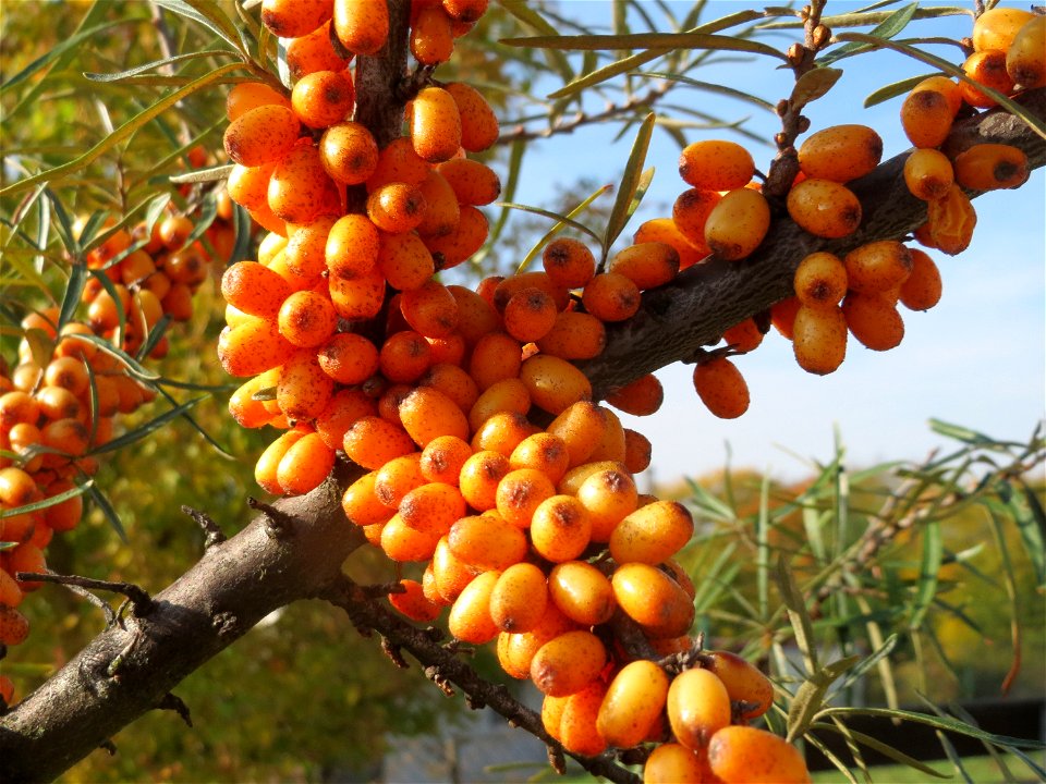 Sanddorn (Hippophae rhamnoides) bei Oftersheim