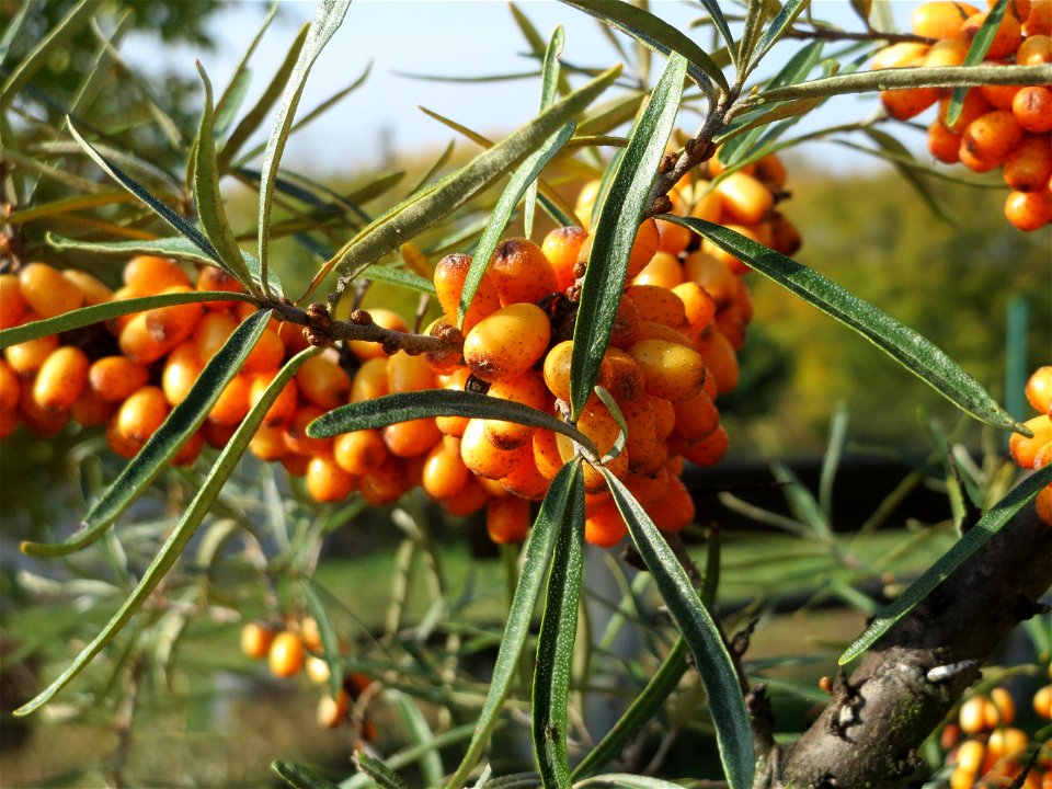Sanddorn (Hippophae rhamnoides) bei Oftersheim