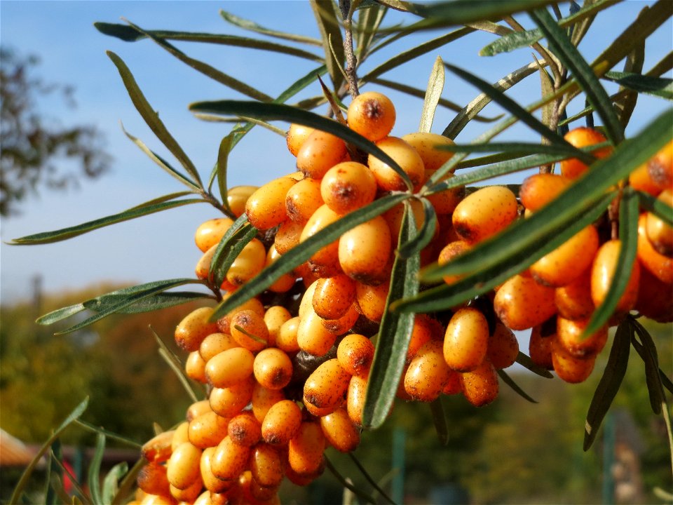 Sanddorn (Hippophae rhamnoides) bei Oftersheim