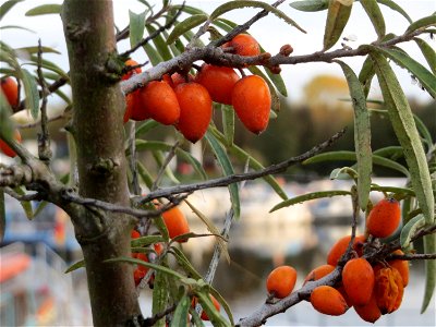 Sanddorn (Hippophae rhamnoides) am Osthafen Saarbrücken