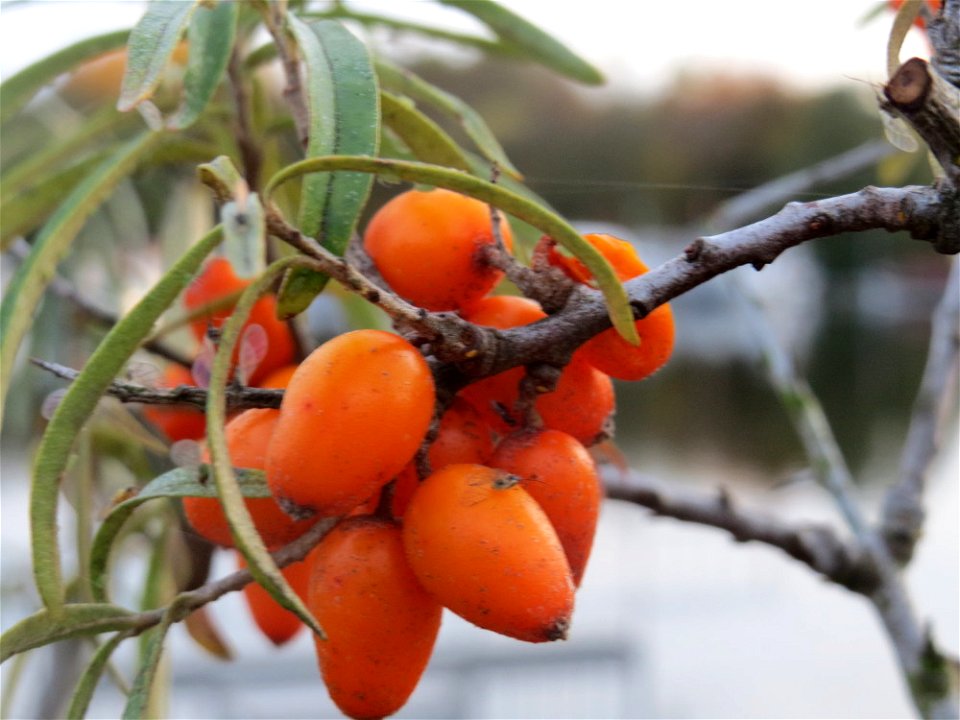 Sanddorn (Hippophae rhamnoides) am Osthafen Saarbrücken
