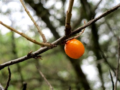 Sanddorn (Hippophae rhamnoides) in Hockenheim. An der Lußheimer Straße gibt es mehrere ausgewilderte Sandorn-Sträucher und Ölweiden. Der Sanddorn wächst zerstreut auf den typischen Sand-Trockenrasen a photo