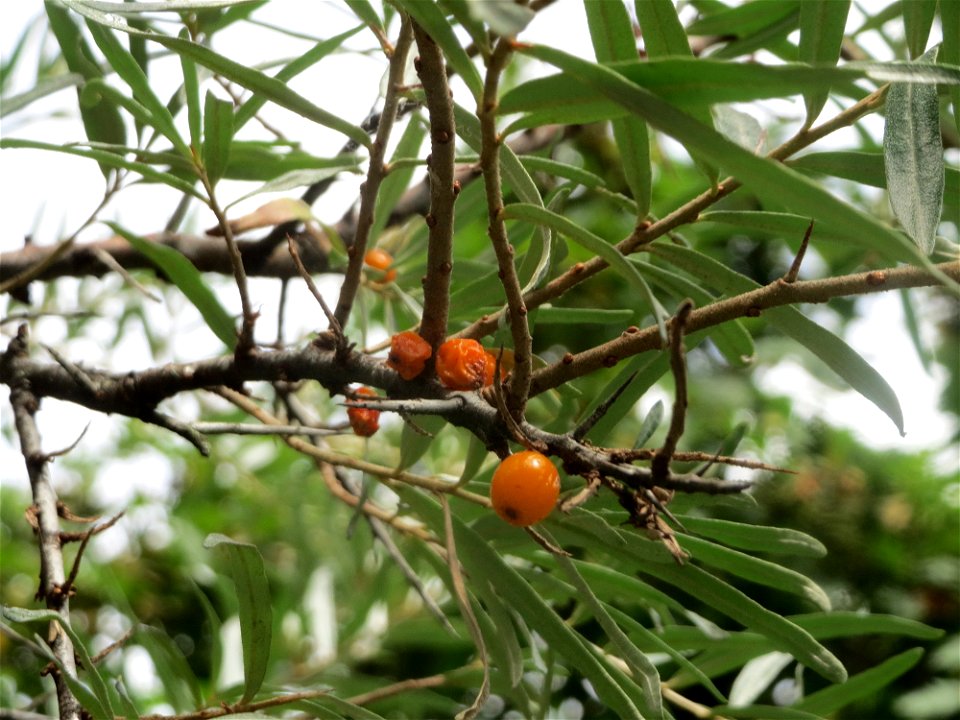 Sanddorn (Hippophae rhamnoides) in Hockenheim. An der Lußheimer Straße gibt es mehrere ausgewilderte Sandorn-Sträucher und Ölweiden. Der Sanddorn wächst zerstreut auf den typischen Sand-Trockenrasen a