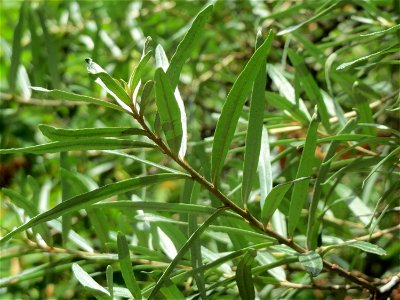 Sanddorn (Hippophae rhamnoides) in Hockenheim. An der Lußheimer Straße gibt es mehrere ausgewilderte Sandorn-Sträucher und Ölweiden. Der Sanddorn wächst zerstreut auf den typischen Sand-Trockenrasen a photo