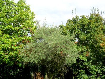 Sanddorn (Hippophae rhamnoides) in Hockenheim. An der Lußheimer Straße gibt es mehrere ausgewilderte Sandorn-Sträucher und Ölweiden. Der Sanddorn wächst zerstreut auf den typischen Sand-Trockenrasen a photo