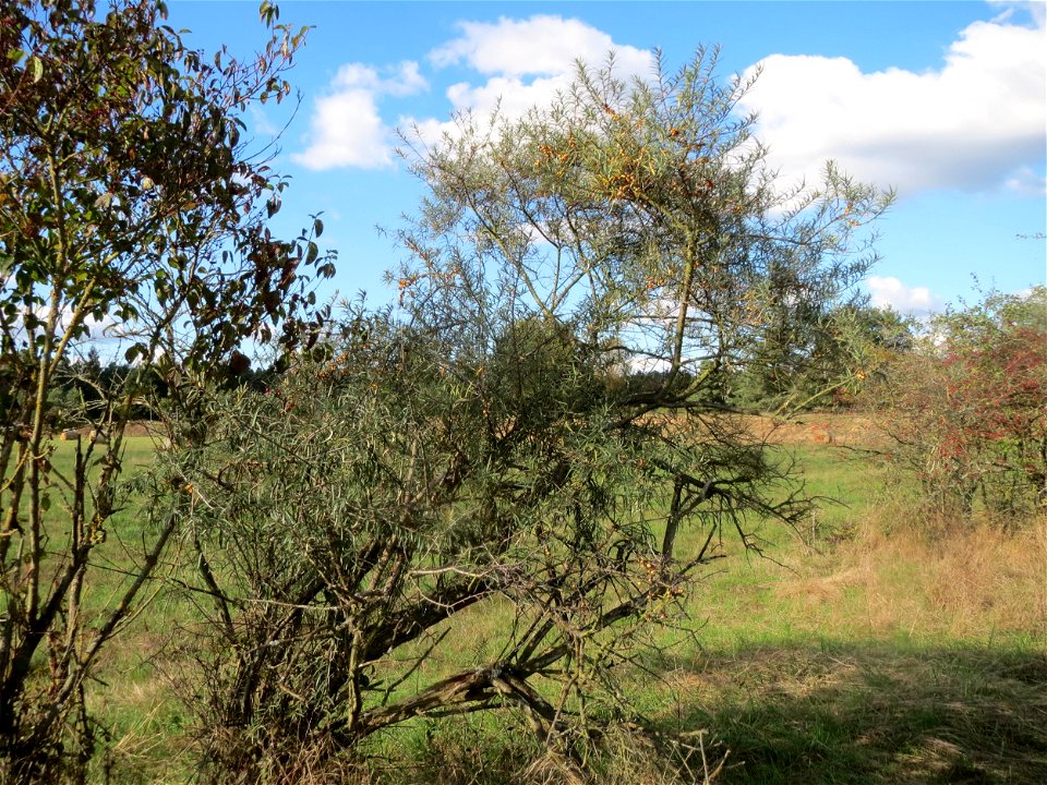 Sanddorn (Hippophae rhamnoides) im Naturschutzgebiet Gewann Frankreich-Wiesental - der Sanddorn kommt wild wachsend nicht nur an der Küste vor sondern zerstreut auch auf den Sandflächen im Oberrheingr