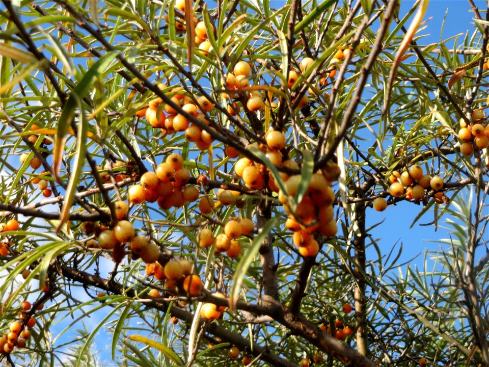 Sanddorn (Hippophae rhamnoides) im Naturschutzgebiet Gewann Frankreich-Wiesental - der Sanddorn kommt wild wachsend nicht nur an der Küste vor sondern zerstreut auch auf den Sandflächen im Oberrheingr