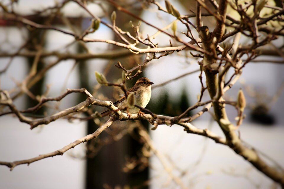 Forest tree bird