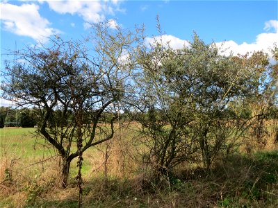 Sanddorn (Hippophae rhamnoides) im Naturschutzgebiet Gewann Frankreich-Wiesental - der Sanddorn kommt wild wachsend nicht nur an der Küste vor sondern zerstreut auch auf den Sandflächen im Oberrheingr