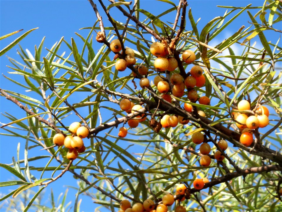 Sanddorn (Hippophae rhamnoides) im Naturschutzgebiet Gewann Frankreich-Wiesental - der Sanddorn kommt wild wachsend nicht nur an der Küste vor sondern zerstreut auch auf den Sandflächen im Oberrheingr