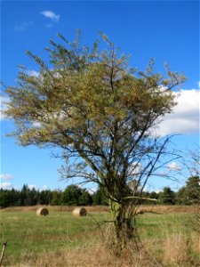 Sanddorn (Hippophae rhamnoides) im Naturschutzgebiet Gewann Frankreich-Wiesental - der Sanddorn kommt wild wachsend nicht nur an der Küste vor sondern zerstreut auch auf den Sandflächen im Oberrheingr