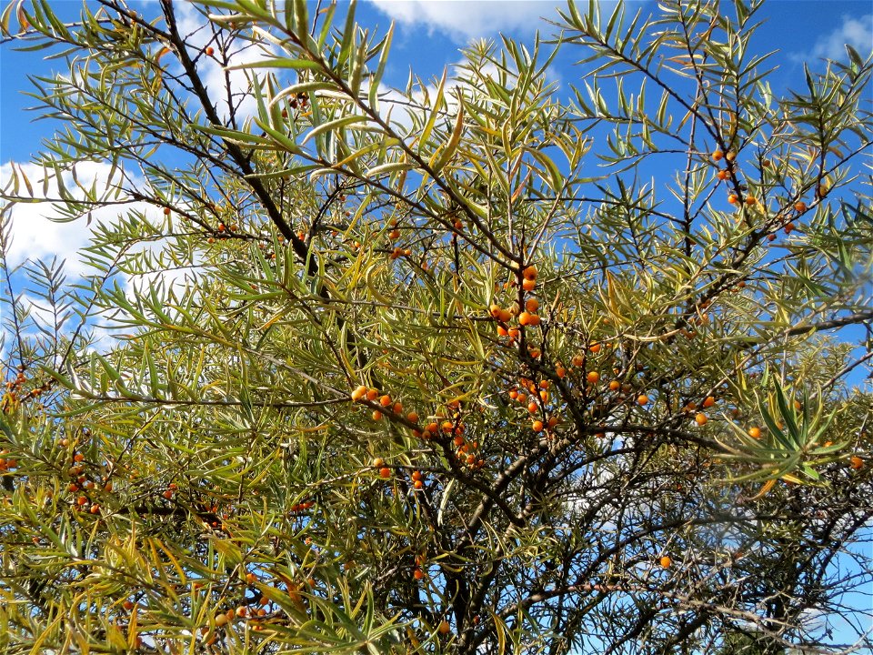 Sanddorn (Hippophae rhamnoides) im Naturschutzgebiet Gewann Frankreich-Wiesental - der Sanddorn kommt wild wachsend nicht nur an der Küste vor sondern zerstreut auch auf den Sandflächen im Oberrheingr