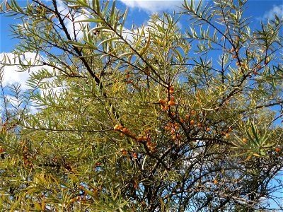 Sanddorn (Hippophae rhamnoides) im Naturschutzgebiet Gewann Frankreich-Wiesental - der Sanddorn kommt wild wachsend nicht nur an der Küste vor sondern zerstreut auch auf den Sandflächen im Oberrheingr