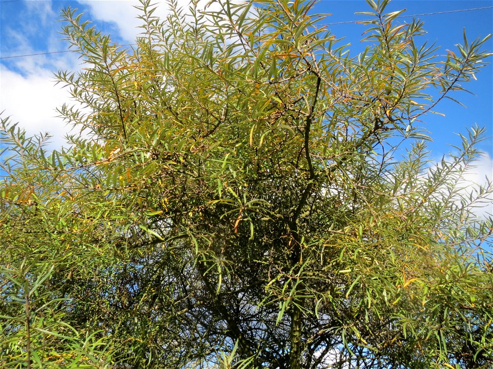 Sanddorn (Hippophae rhamnoides) im Naturschutzgebiet Gewann Frankreich-Wiesental - der Sanddorn kommt wild wachsend nicht nur an der Küste vor sondern zerstreut auch auf den Sandflächen im Oberrheingr