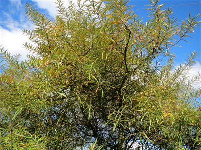 Sanddorn (Hippophae rhamnoides) im Naturschutzgebiet Gewann Frankreich-Wiesental - der Sanddorn kommt wild wachsend nicht nur an der Küste vor sondern zerstreut auch auf den Sandflächen im Oberrheingr