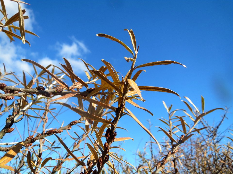 Sanddorn (Hippophae rhamnoides) Nicht nur an der Küste sondern auch auf den sandigen Böden am Oberrhein kommt der Sanddorn zerstreut vor. Hier an der L546 zwischen Neulußheim und Reilingen