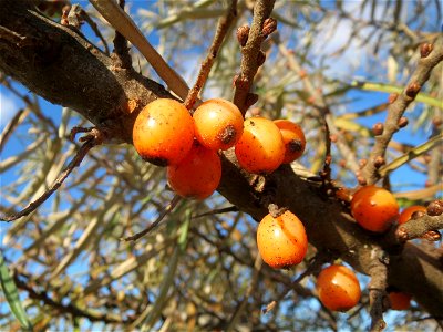 Sanddorn (Hippophae rhamnoides) Nicht nur an der Küste sondern auch auf den sandigen Böden am Oberrhein kommt der Sanddorn zerstreut vor. Hier an der L546 zwischen Neulußheim und Reilingen