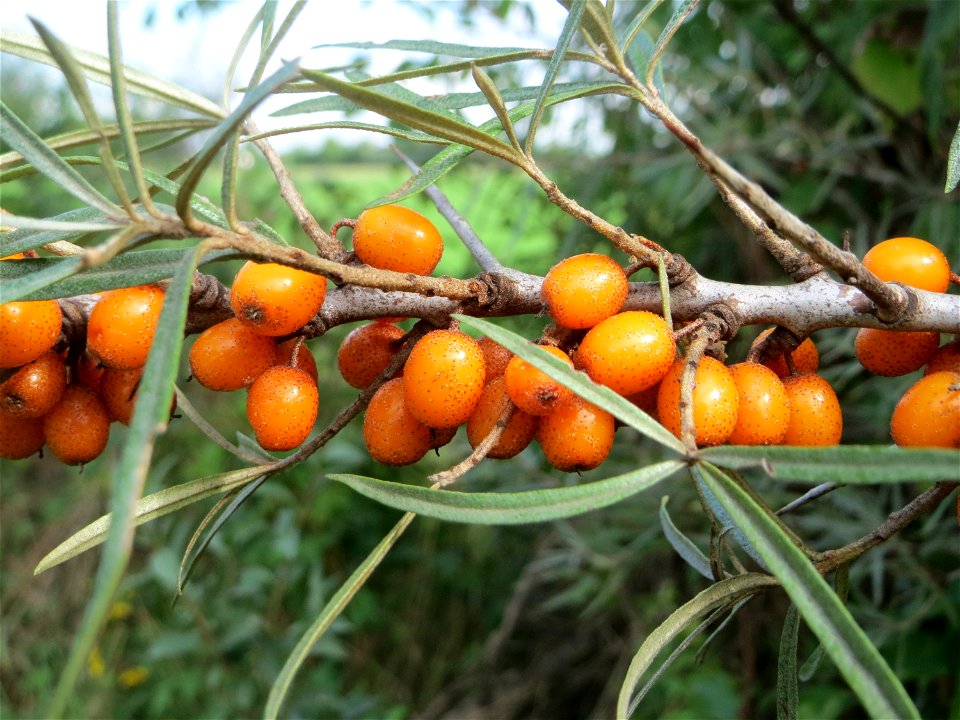 Wild wachsender Sanddorn (Hippophae rhamnoides) bei Neulußheim - die eher in Küstenregionen erwartete Pflanze kommt auch im sandigen Oberrheingraben zerstreut wachsend vor