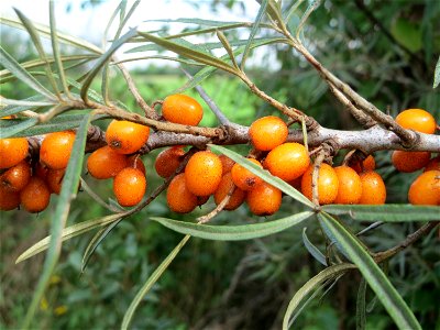 Wild wachsender Sanddorn (Hippophae rhamnoides) bei Neulußheim - die eher in Küstenregionen erwartete Pflanze kommt auch im sandigen Oberrheingraben zerstreut wachsend vor
