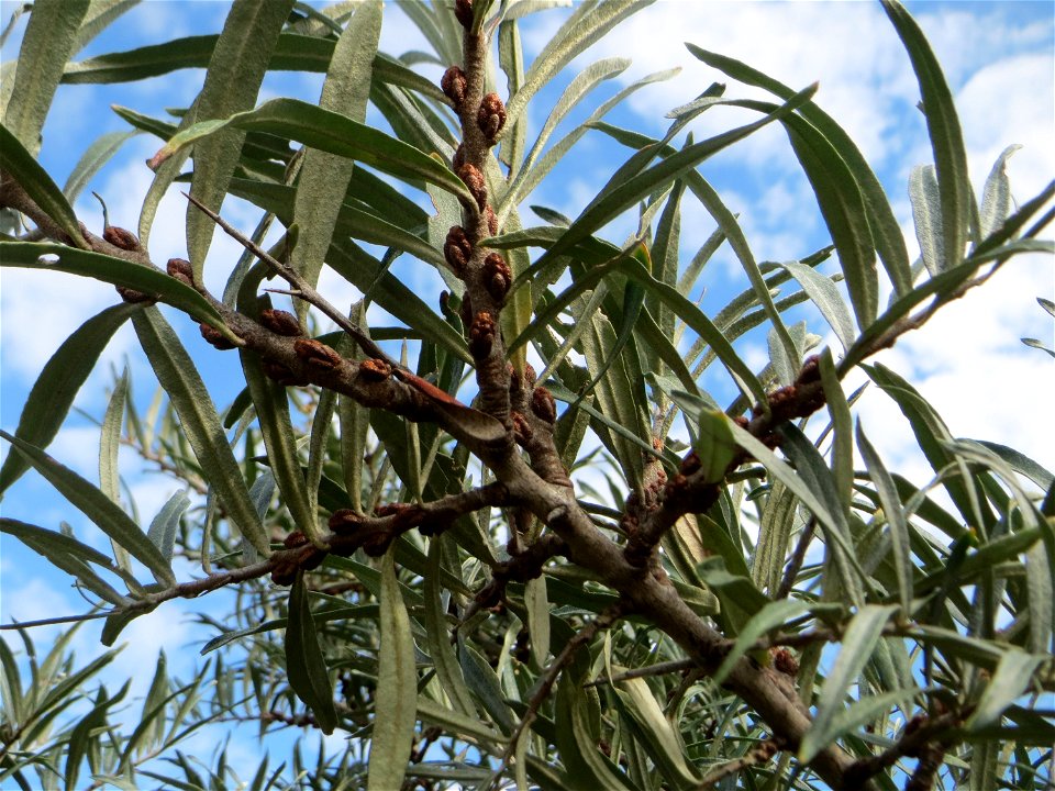 Wild wachsender Sanddorn (Hippophae rhamnoides) bei Neulußheim - die eher in Küstenregionen erwartete Pflanze kommt auch im sandigen Oberrheingraben zerstreut wachsend vor