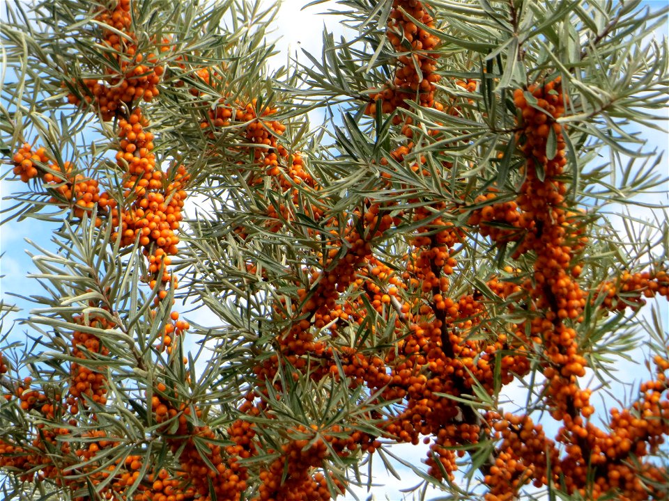 Wild wachsender Sanddorn (Hippophae rhamnoides) bei Neulußheim - die eher in Küstenregionen erwartete Pflanze kommt auch im sandigen Oberrheingraben zerstreut wachsend vor