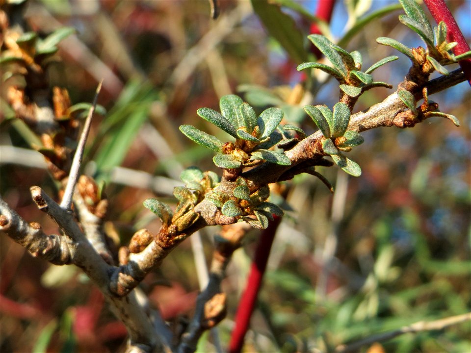 Sanddorn (Hippophae rhamnoides) - der charakteristische Küstenstrauch kommt verwildert auf Sandböden auch am Oberrhein vor