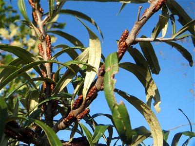 Sanddorn (Hippophae rhamnoides) - der charakteristische Küstenstrauch kommt verwildert auf Sandböden auch am Oberrhein vor