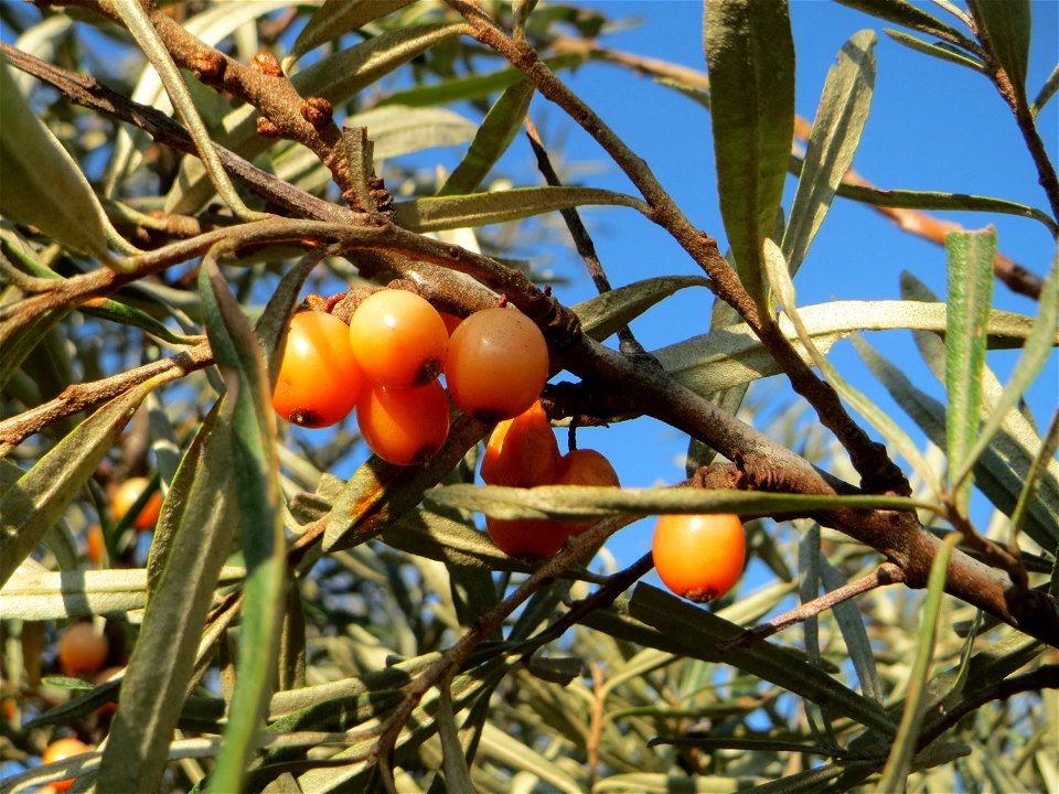 Sanddorn (Hippophae rhamnoides) - der charakteristische Küstenstrauch kommt verwildert auf Sandböden auch am Oberrhein vor