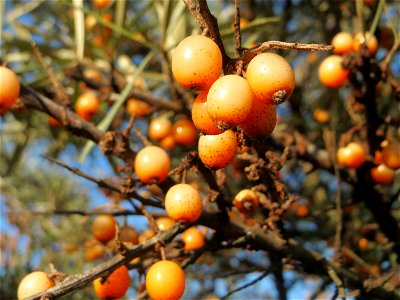 Sanddorn (Hippophae rhamnoides) - der charakteristische Küstenstrauch kommt verwildert auf Sandböden auch am Oberrhein vor