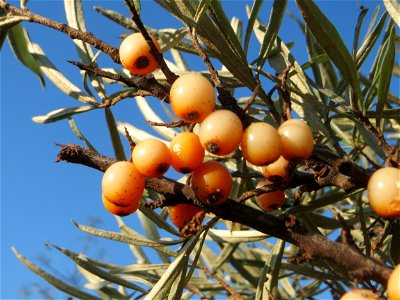 Sanddorn (Hippophae rhamnoides) - der charakteristische Küstenstrauch kommt verwildert auf Sandböden auch am Oberrhein vor