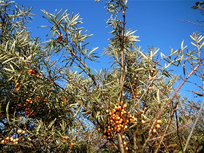 Sanddorn (Hippophae rhamnoides) - der charakteristische Küstenstrauch kommt verwildert auf Sandböden auch am Oberrhein vor
