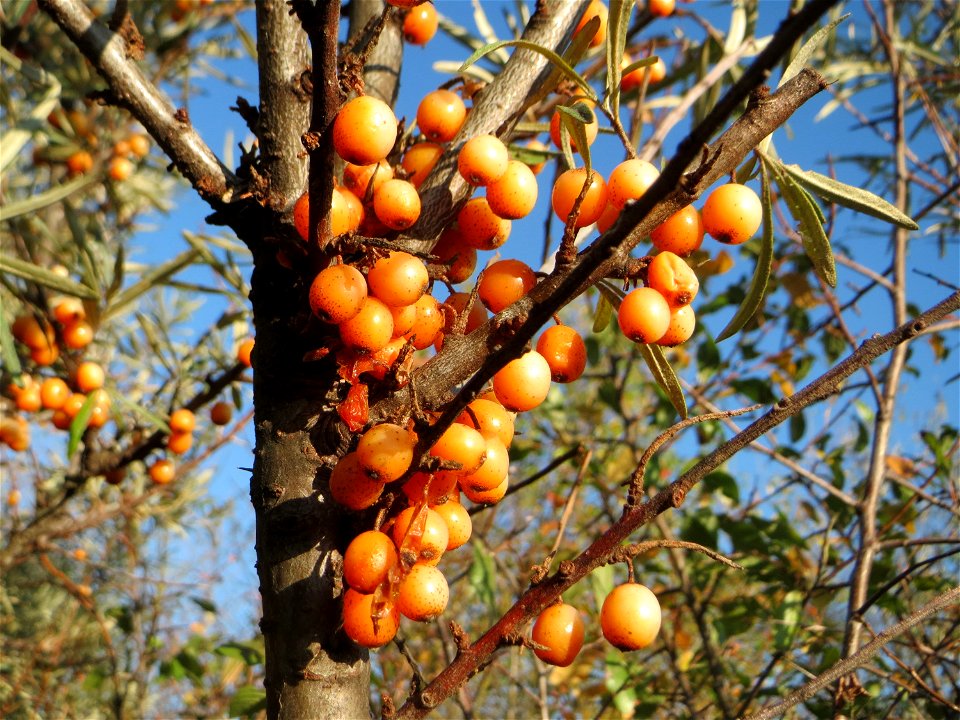 Sanddorn (Hippophae rhamnoides) - der charakteristische Küstenstrauch kommt verwildert auf Sandböden auch am Oberrhein vor