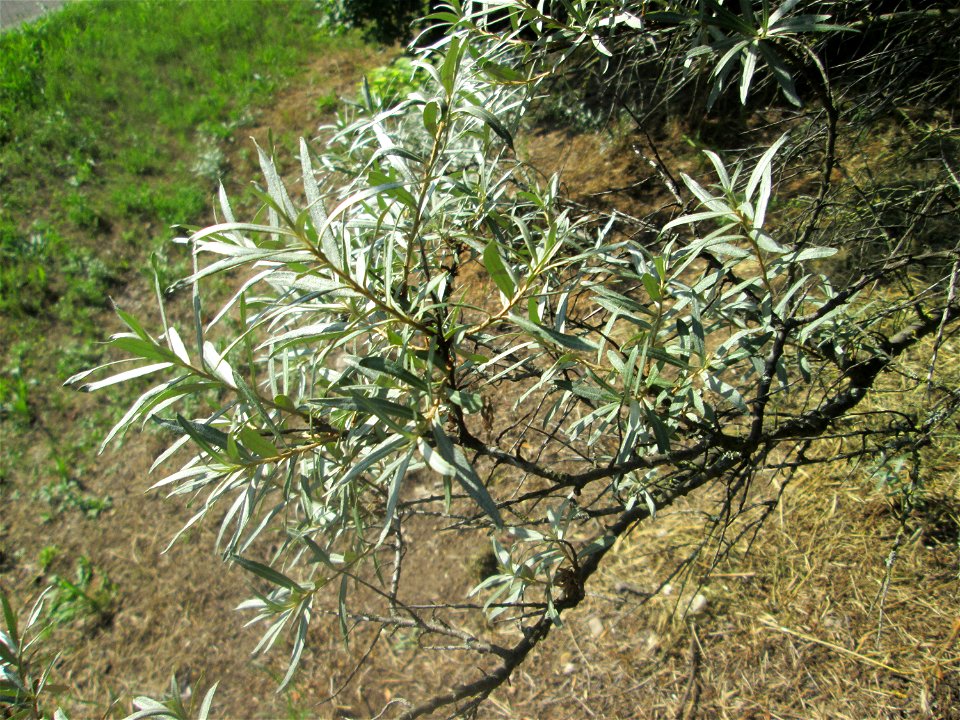 Sanddorn (Hippophae rhamnoides) in Hockenheim. An der Lußheimer Straße gibt es mehrere ausgewilderte Sandorn-Sträucher und Ölweiden. Der Sanddorn wächst zerstreut auf den typischen Sand-Trockenrasen a