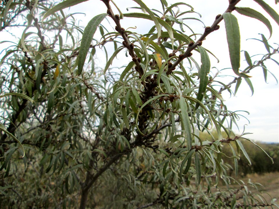 Sanddorn (Hippophae rhamnoides) am Rand vom Naturschutzgebiet Wagbachniederung - der an der Küste heimische Strauch kommt wild wachsend auf den sandigen Böden des Oberrheingrabens nicht selten vor