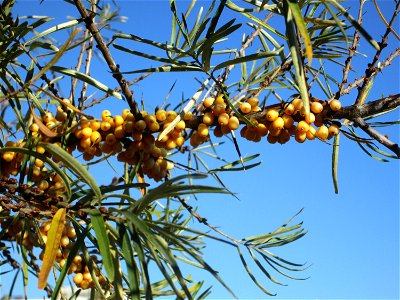 Sanddorn (Hippophae rhamnoides) am Osthafen Saarbrücken - an diesem Standort gepflanzt und nicht wild wachsend