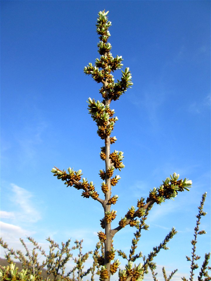 Blühender Sanddorn (Hippophae rhamnoides) am Osthafen Saarbrücken