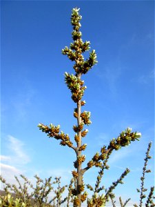 Blühender Sanddorn (Hippophae rhamnoides) am Osthafen Saarbrücken