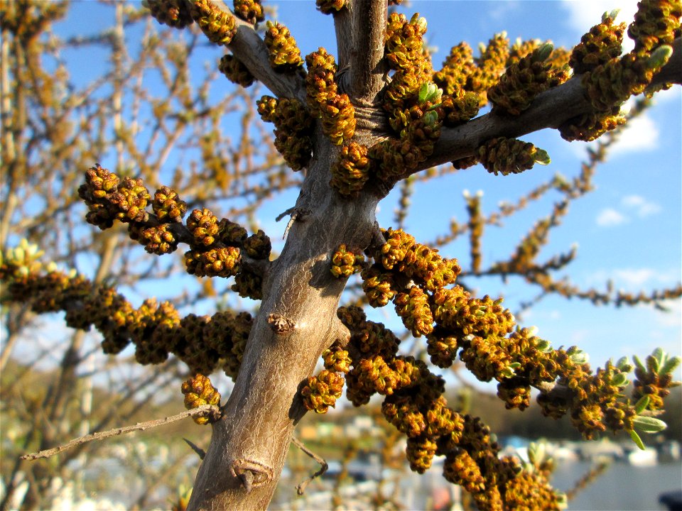 Blühender Sanddorn (Hippophae rhamnoides) am Osthafen Saarbrücken