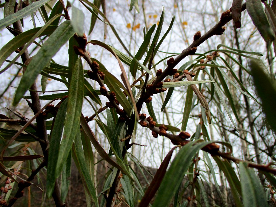 Sanddorn (Hippophae rhamnoides) auf der Bergehalde Göttelborn