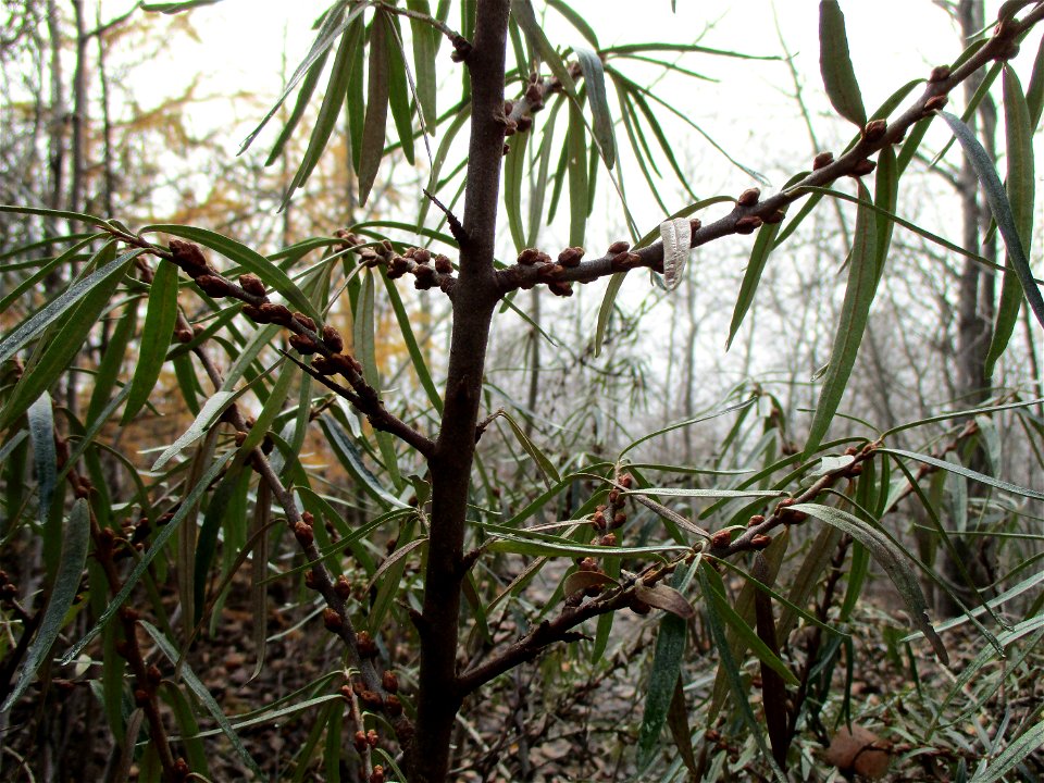 Sanddorn (Hippophae rhamnoides) auf der Bergehalde Göttelborn