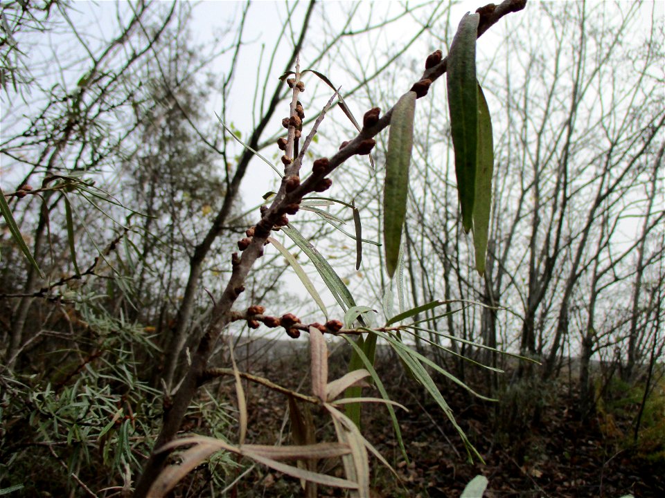 Sanddorn (Hippophae rhamnoides) auf der Bergehalde Göttelborn