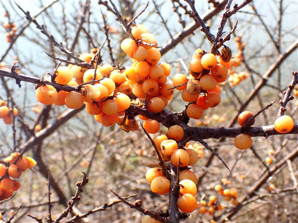 Sea-buckthorn (Hippophae rhamnoides)