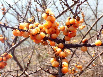 Sea-buckthorn (Hippophae rhamnoides)