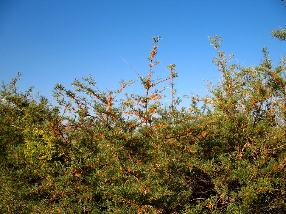 Sea-buckthorn tree on Issyk-Kul lake shore