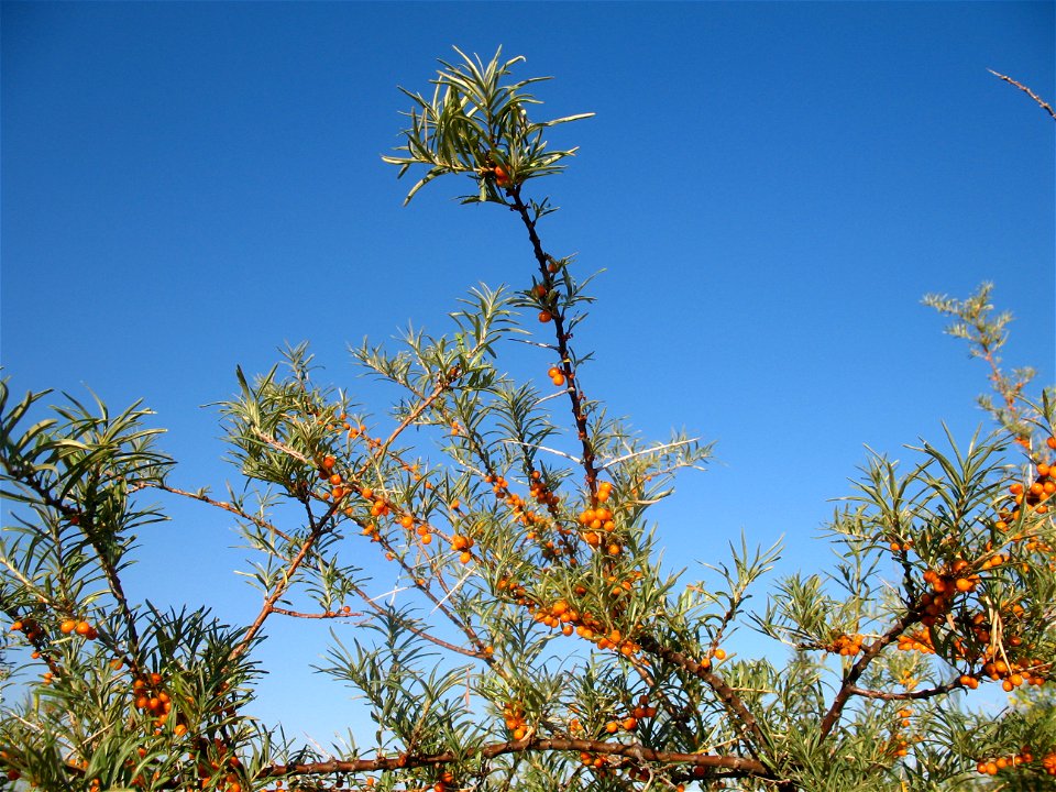 Sea-buckthorn tree on Issyk-Kul lake shore
