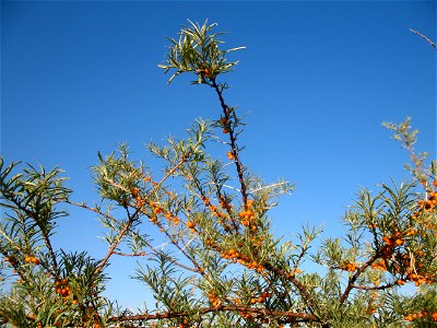 Sea-buckthorn tree on Issyk-Kul lake shore