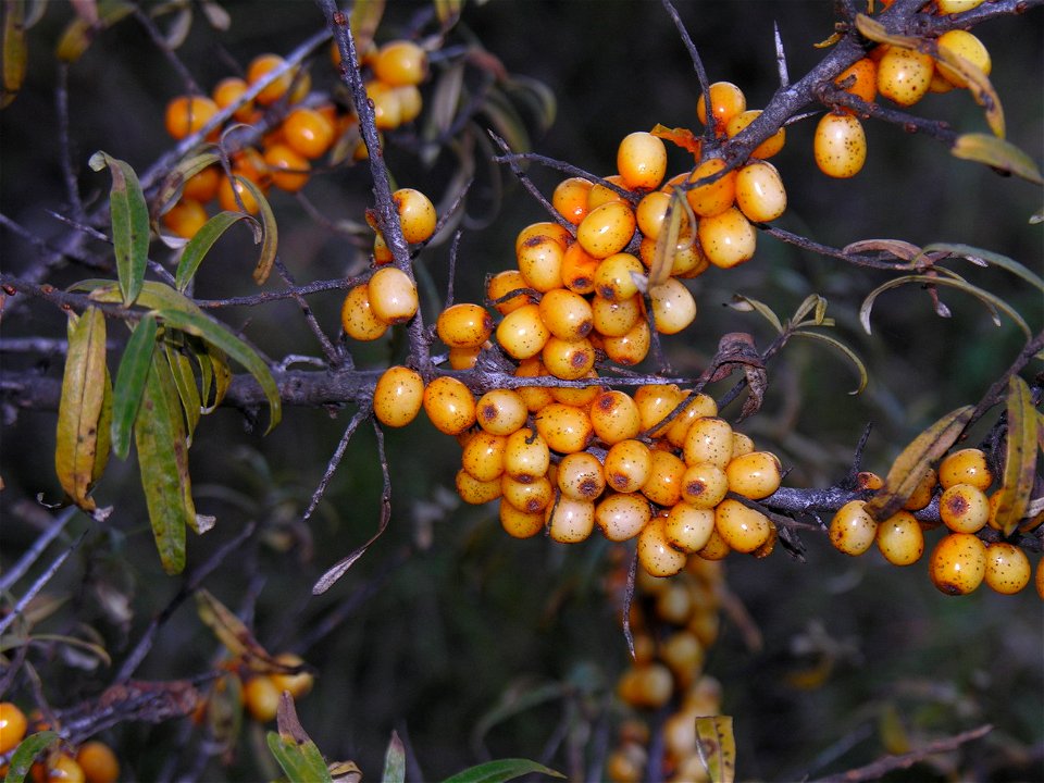 Dygliuotasis šaltalankis (Hippophae rhamnoides). Fam. Elaeagnaoceae (Žilakrūminiai)
Foto: Algirdas, 2005 m. lapkričio 1 d.